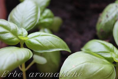 Un piccolo angolo di profumi e sapori: le erbe aromatiche