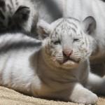 Giappone, i cuccioli di tigre bianca dello zoo di Tobu02