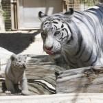 Giappone, i cuccioli di tigre bianca dello zoo di Tobu01