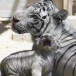 Giappone, i cuccioli di tigre bianca dello zoo di Tobu06