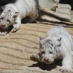 Giappone, i cuccioli di tigre bianca dello zoo di Tobu (foto)