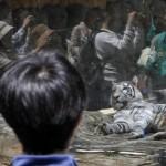 Giappone, i cuccioli di tigre bianca dello zoo di Tobu05