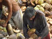 Lavorazione cocco