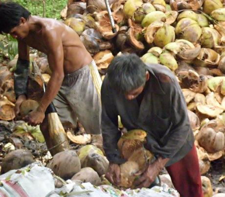 Lavorazione del cocco