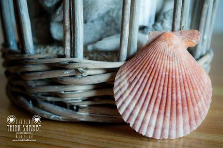 Seashells In Love...