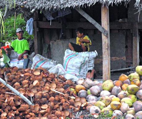 Lavorazione del cocco: la cernita