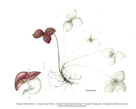 The Society of Botanical Artists Annual Open Exhibition - Westminster Central Hall - Hepatica nobilis