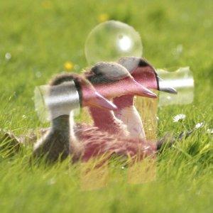 Come diventare un mago di GIMP: ventuno modalità di livello chiamate anche «modalità di sfumatura». Esempio per la modalità di livello Schermo