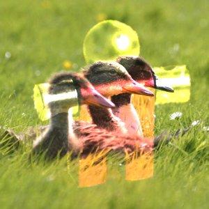 Come diventare un mago di GIMP: ventuno modalità di livello chiamate anche «modalità di sfumatura». Esempio per la modalità di livello Scherma