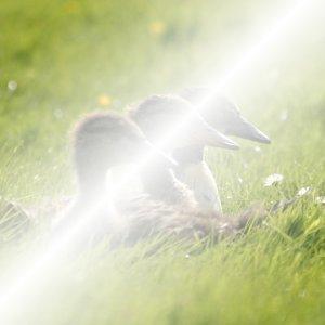 Come diventare un mago di GIMP: ventuno modalità di livello chiamate anche «modalità di sfumatura». Esempio per la modalità di livello Schermo