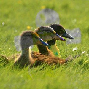 Come diventare un mago di GIMP: ventuno modalità di livello chiamate anche «modalità di sfumatura». Esempio per la modalità di livello Saturazione