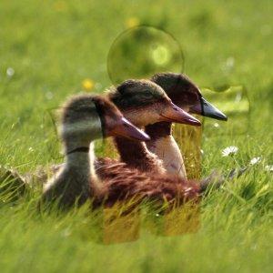 Come diventare un mago di GIMP: ventuno modalità di livello chiamate anche «modalità di sfumatura». Esempio per la modalità di livello Luce debole