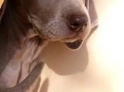 WEIMARANER RESCUE: primo Italia