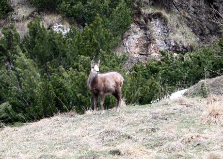 Camosci, marmotte e tratti EE ovvero...trekking del 4/5, 2013