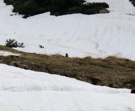 Camosci, marmotte e tratti EE ovvero...trekking del 4/5, 2013