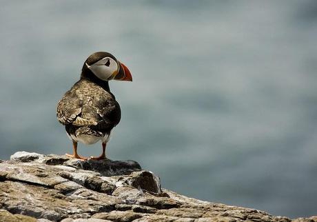 Viaggio all’Isola di Mull