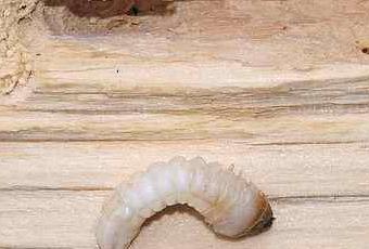 Il capricorno delle case, danni enormi a mobili e strutture ... Tarli del legno come riconoscere