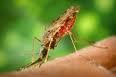 Vuoi più malaria? Continua ad abbattere foreste