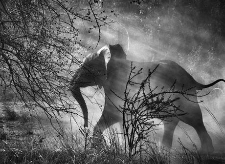 Sebastião Salgado mostra ROMA Museo dell’Ara Pacis -  Kafue National Park, Zambia, 2010 - © Sebastião Salgado Amazonas Images