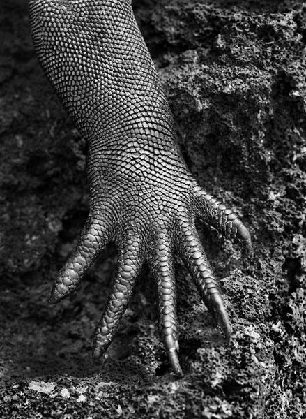 Sebastião Salgado ROMA Museo dell’Ara Pacis -  Galápagos, Ecuador, 2004 - © Sebastião Salgado Amazonas Images