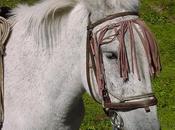 Lunedì Desueto Acculare