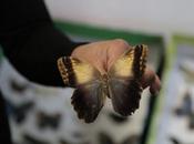 farfalle falchi