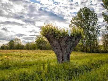 A Strange Tree