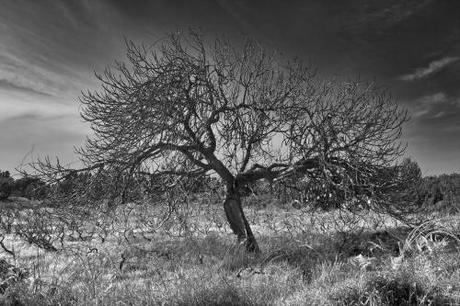 ©Gianfranco Budano: Tree-top