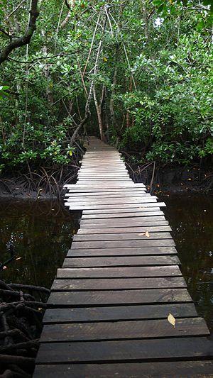 English: Mangroves at Jozani Park in Zanzibar ...