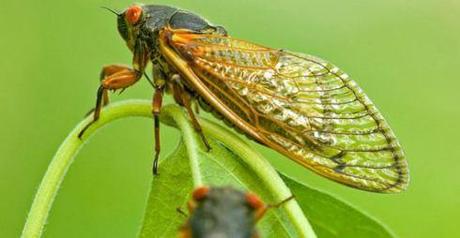 Le cicale magiche che emergono ogni 17 anni