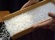Vercelli Rice Experience #vre1
