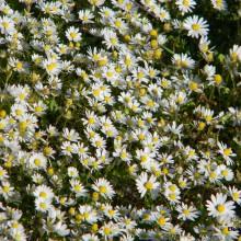 Anche ad Ortovero Giornate della Fai Primavera