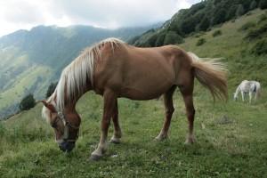 Passeggiata a cavallo