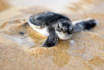 Milioni di tartarughe marine Olive Ridley sulla spiaggia indiana di Gahirmatha