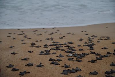 Milioni di tartarughe marine Olive Ridley sulla spiaggia indiana di Gahirmatha