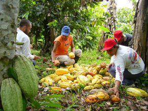 CACAO