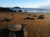 Milioni tartarughine sulla spiaggia Gahirmatha