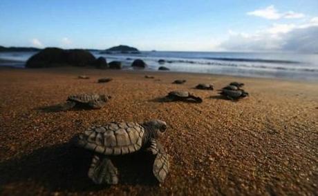 Milioni di tartarughine sulla spiaggia di Gahirmatha