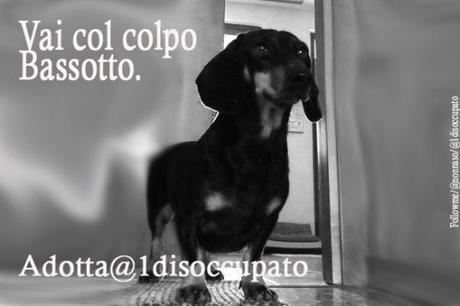 @dotta1disoccupato_colpo-bassotto