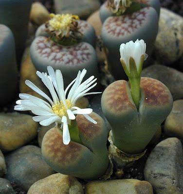 I Lithops Cactus, ovvero i sassi viventi