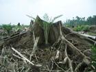 Deforestazione, liscia come l'olio