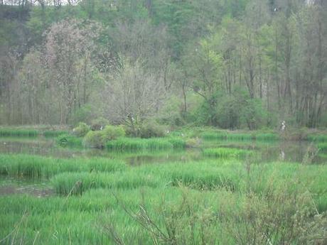 Gita alla Riserva naturale di Crava e Morozzo (CN)
Abbiamo...