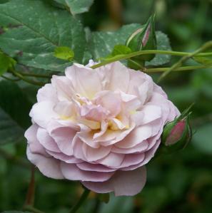 Rosa 'Florence Delattre'