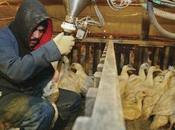 Antibiotici produzione Foie Gras, nuovo scandalo? Animal Equality continua chiedere messa bando prodotto
