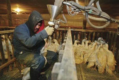 foiegras Antibiotici per la produzione di Foie Gras, nuovo scandalo? Animal Equality continua a chiedere la messa al bando del prodotto