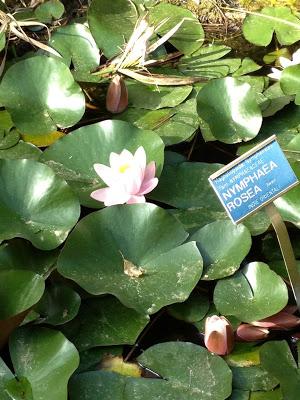 Pomeriggio all'Orto Botanico di Napoli