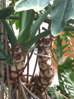 Pomeriggio all'Orto Botanico di Napoli