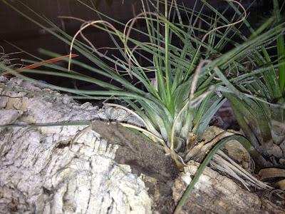 Pomeriggio all'Orto Botanico di Napoli