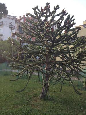 Pomeriggio all'Orto Botanico di Napoli
