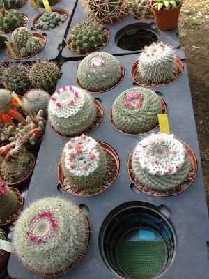 Pomeriggio all'Orto Botanico di Napoli